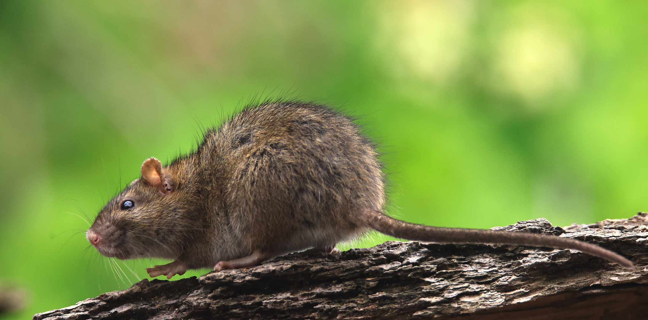 Brown Rat - Wanderratte - Rattus norvegicus
