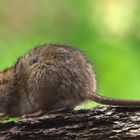 Brown Rat - Wanderratte - Rattus norvegicus