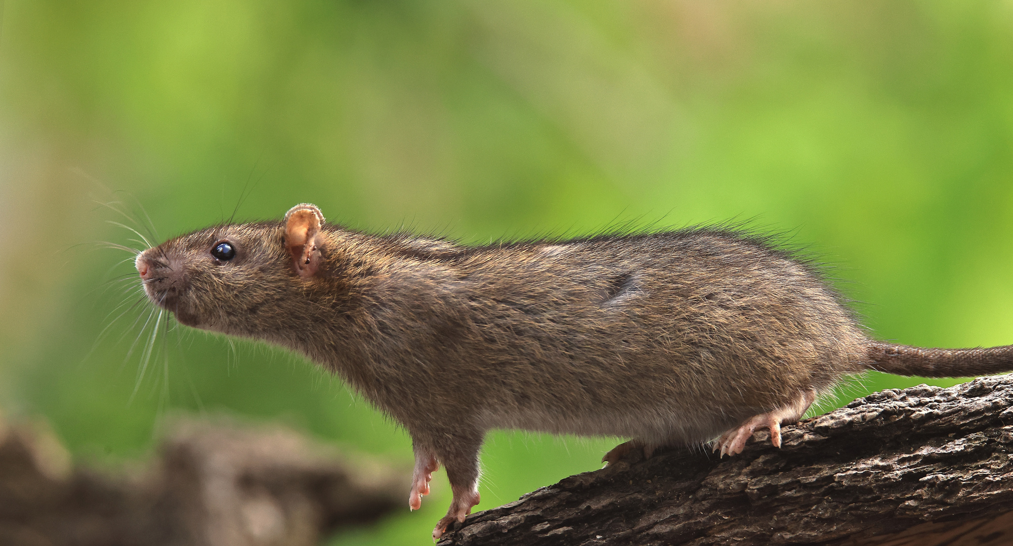 Brown Rat - Wanderratte - Rattus norvegicus