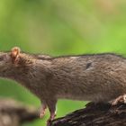 Brown Rat - Wanderratte - Rattus norvegicus