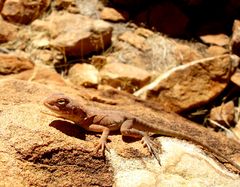 Brown Ringtail Dragon