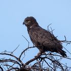 ***  BROWN SNAKE EAGLE  ***