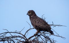 ***  BROWN SNAKE EAGLE  ***