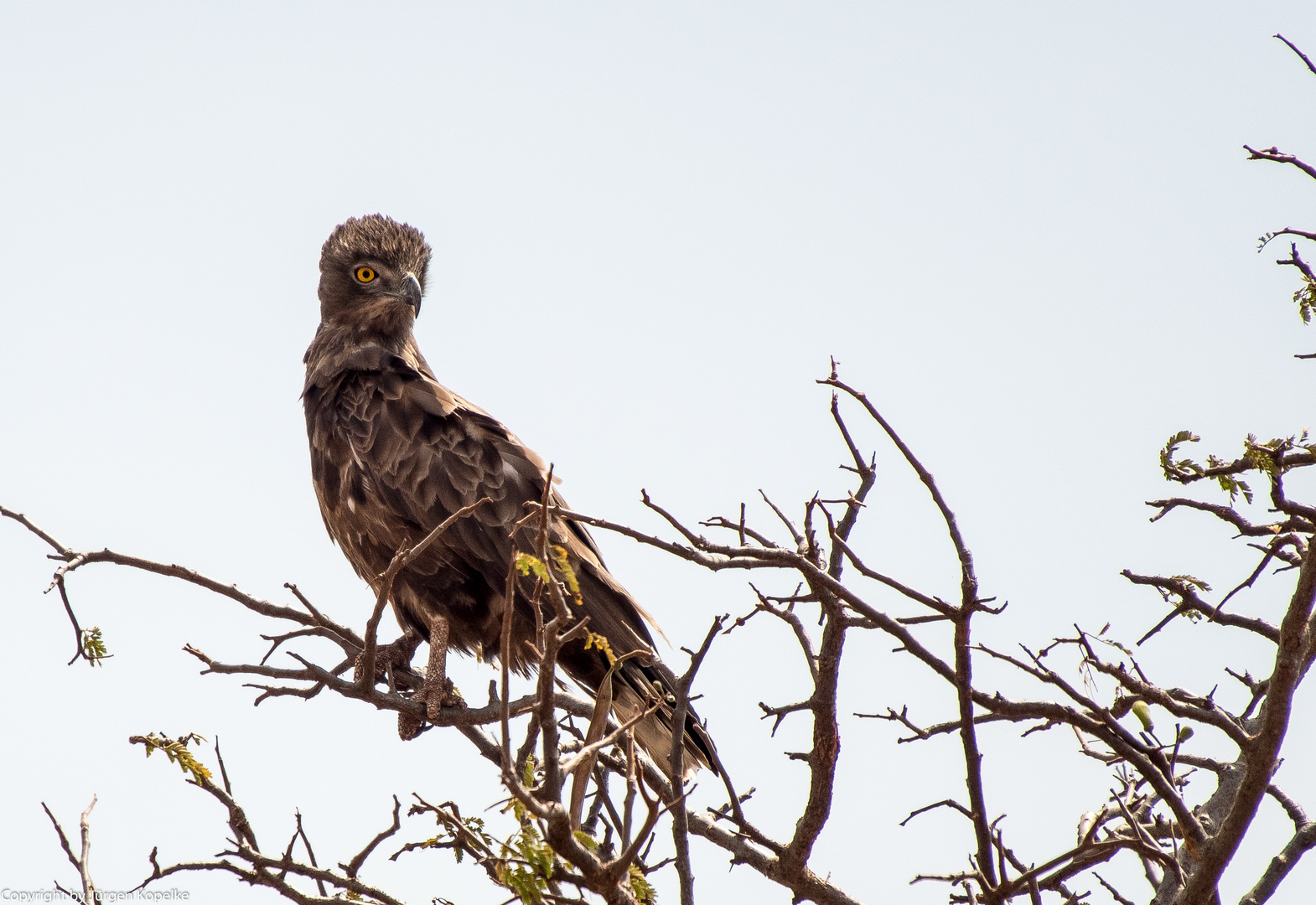 Brown Snake Eagle