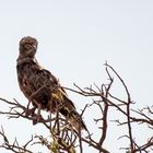 Brown Snake Eagle