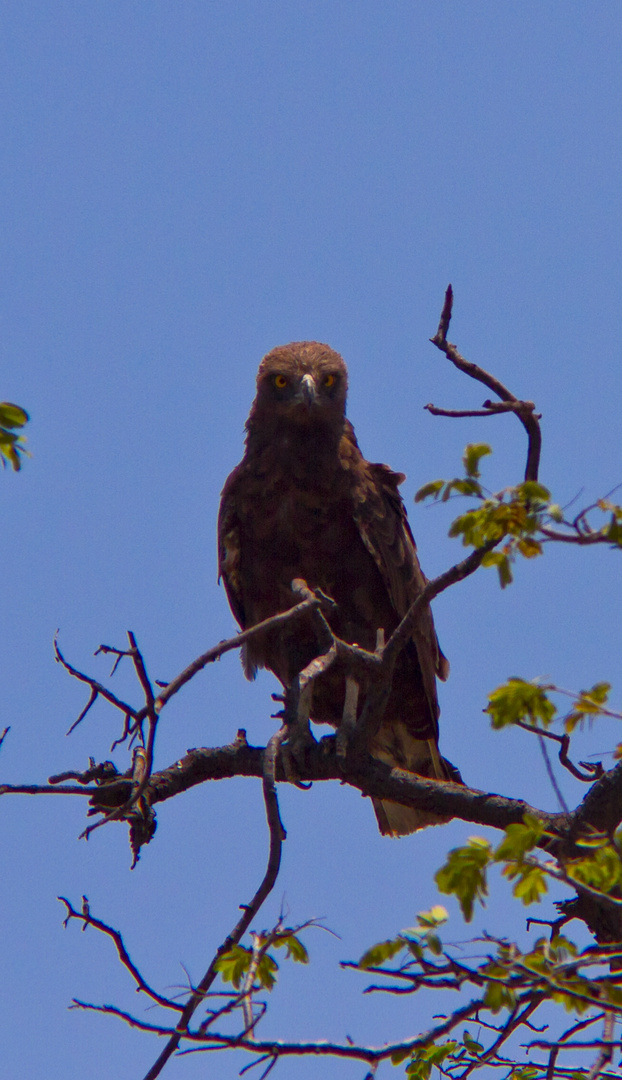 Brown Snake-Eagle