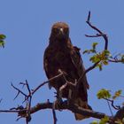 Brown Snake-Eagle