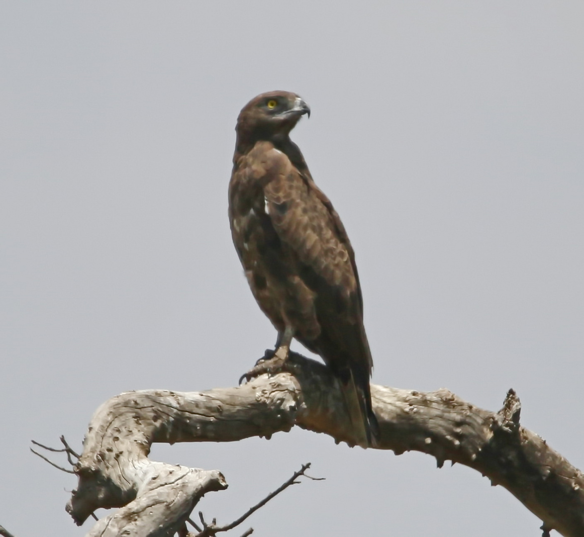 Brown snake eagle (Doku)