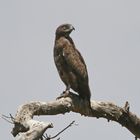 Brown snake eagle (Doku)