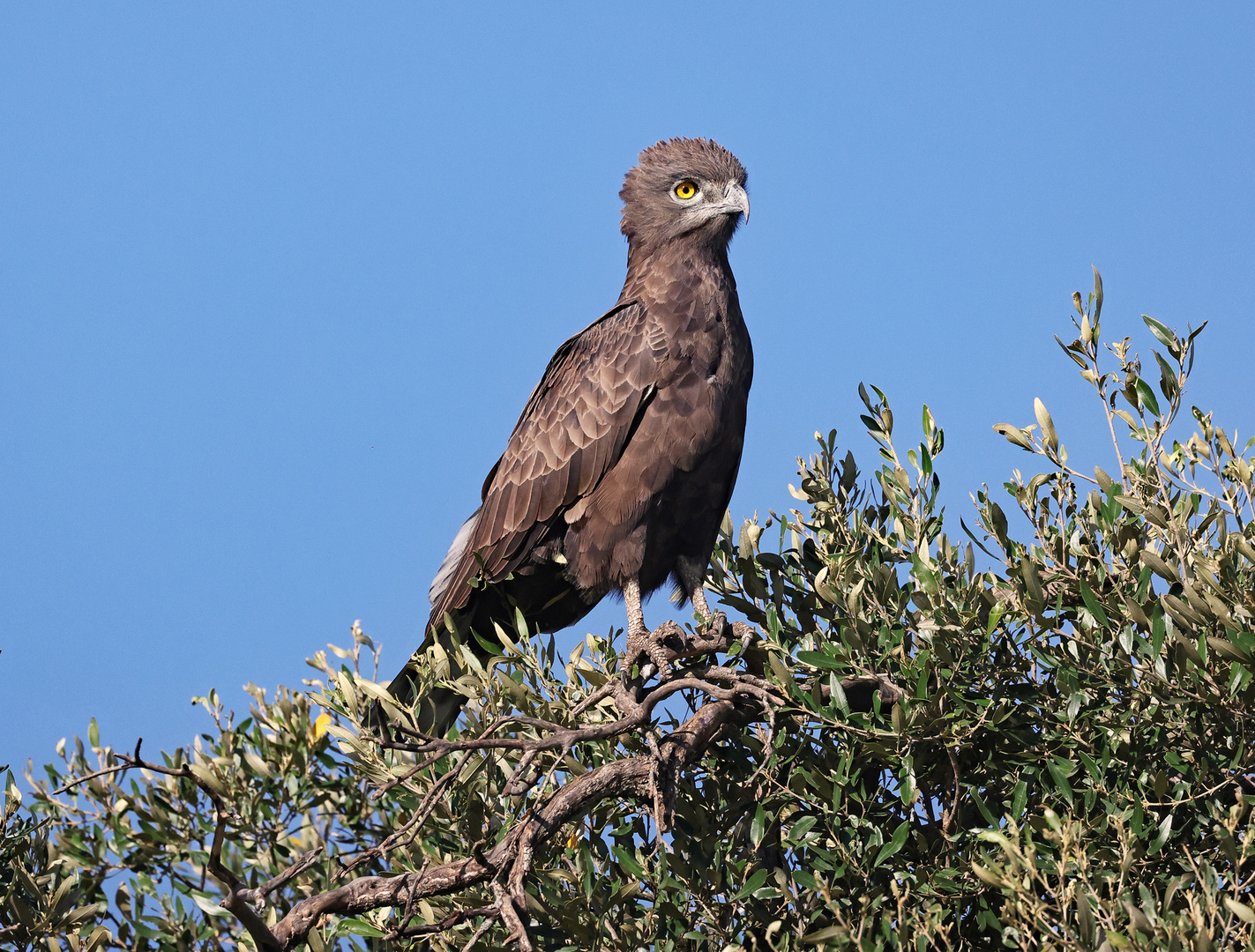 Brown Snake Eagle.Circaetus cinereus