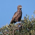 Brown Snake Eagle.Circaetus cinereus