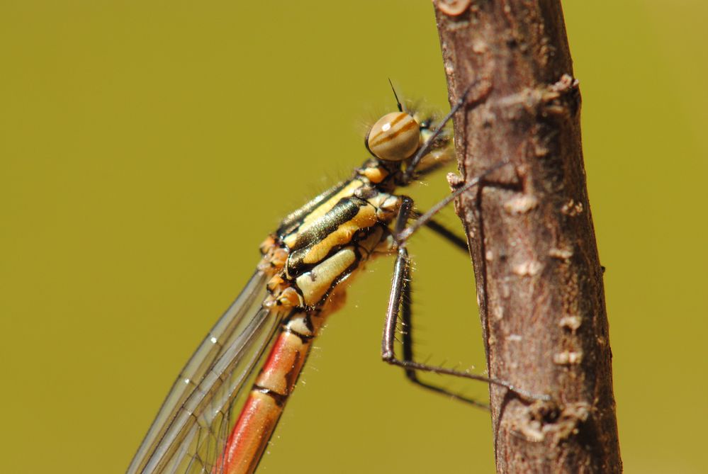 ~ Brown Stripes and Wings like Glass ~ (Pyrrhosoma nymphula)