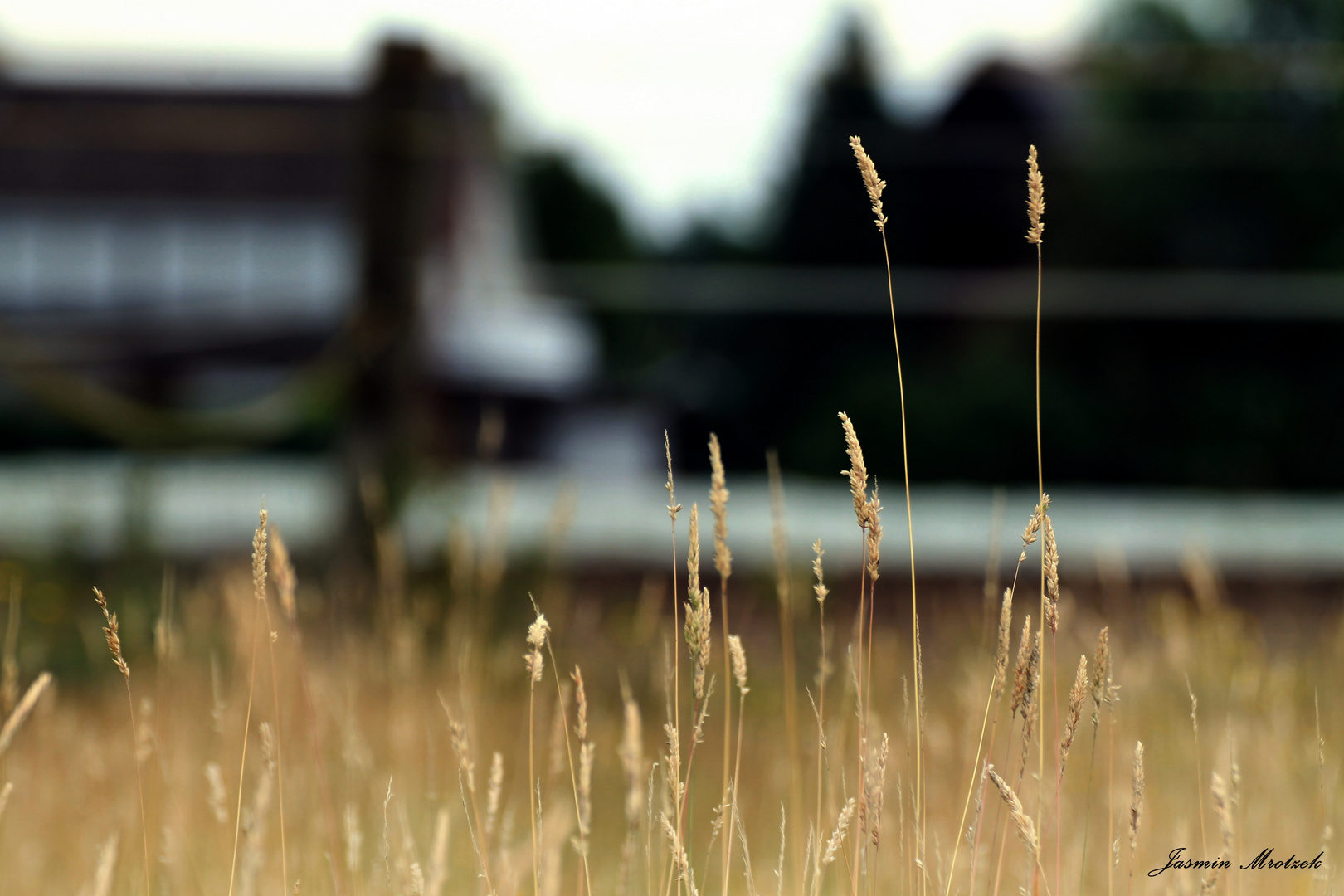 brown summer