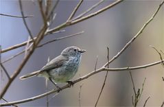 Brown Thornbill