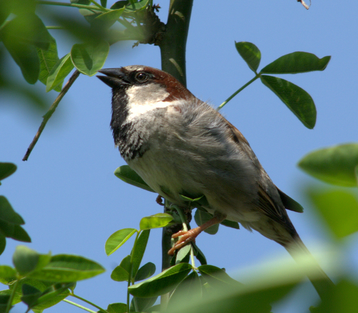 brown tit