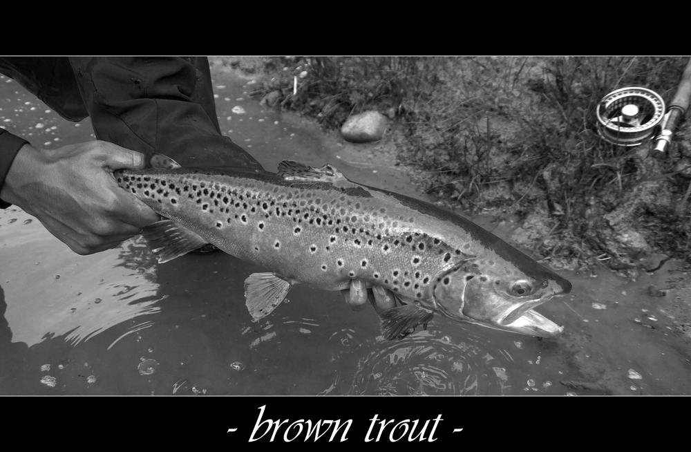 brown trout pt.II