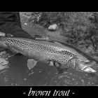 brown trout pt.II