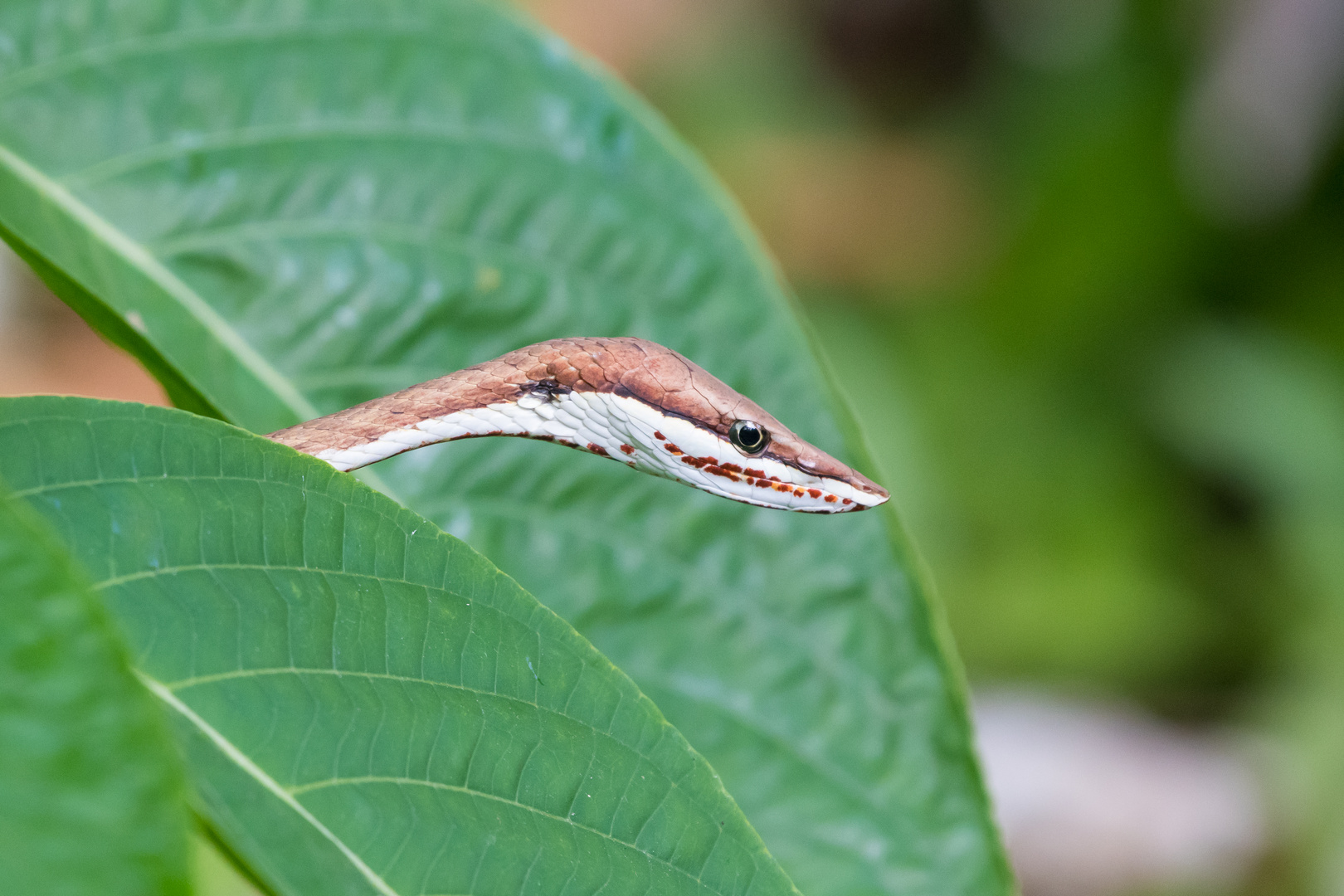 Brown Vine Snake