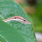 Brown Vine Snake