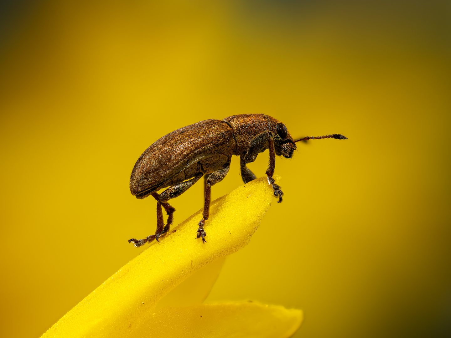 Brown Weevil