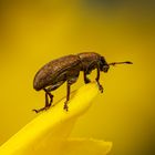 Brown Weevil