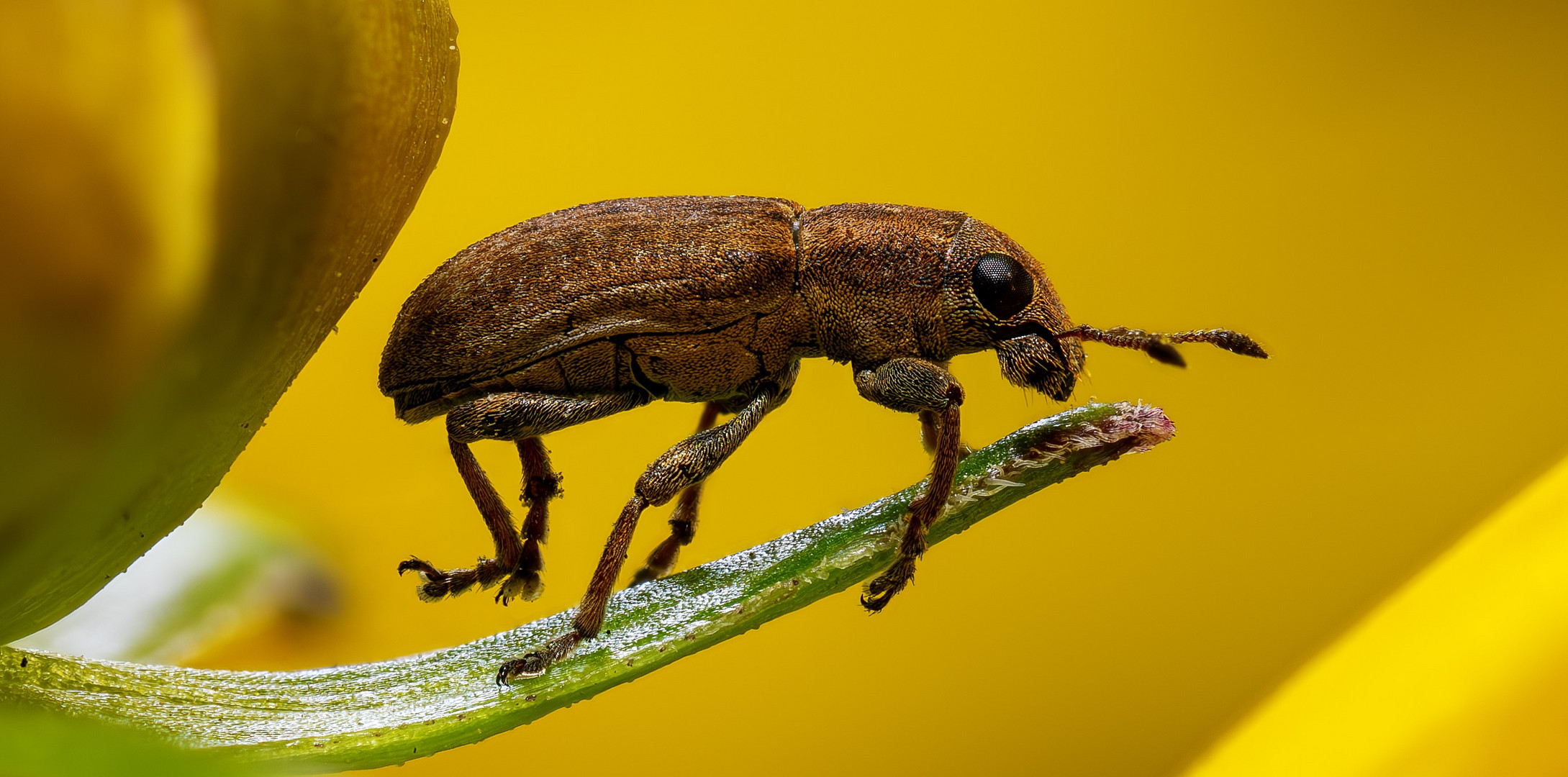 Brown Weevil