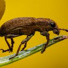 Brown Weevil