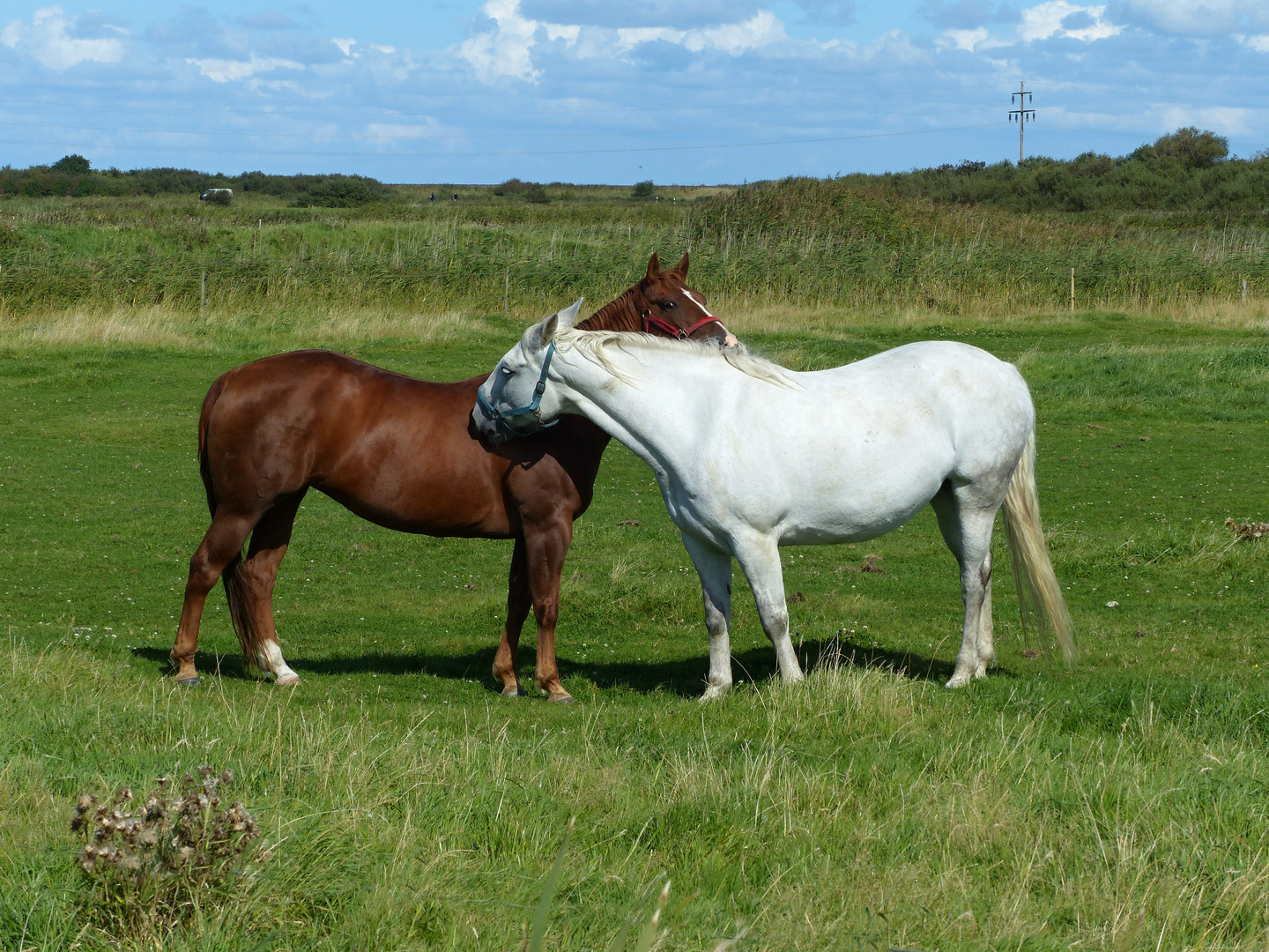 Brown & White