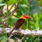 Brown-winged kingfischer