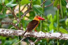 Brown-winged kingfischer