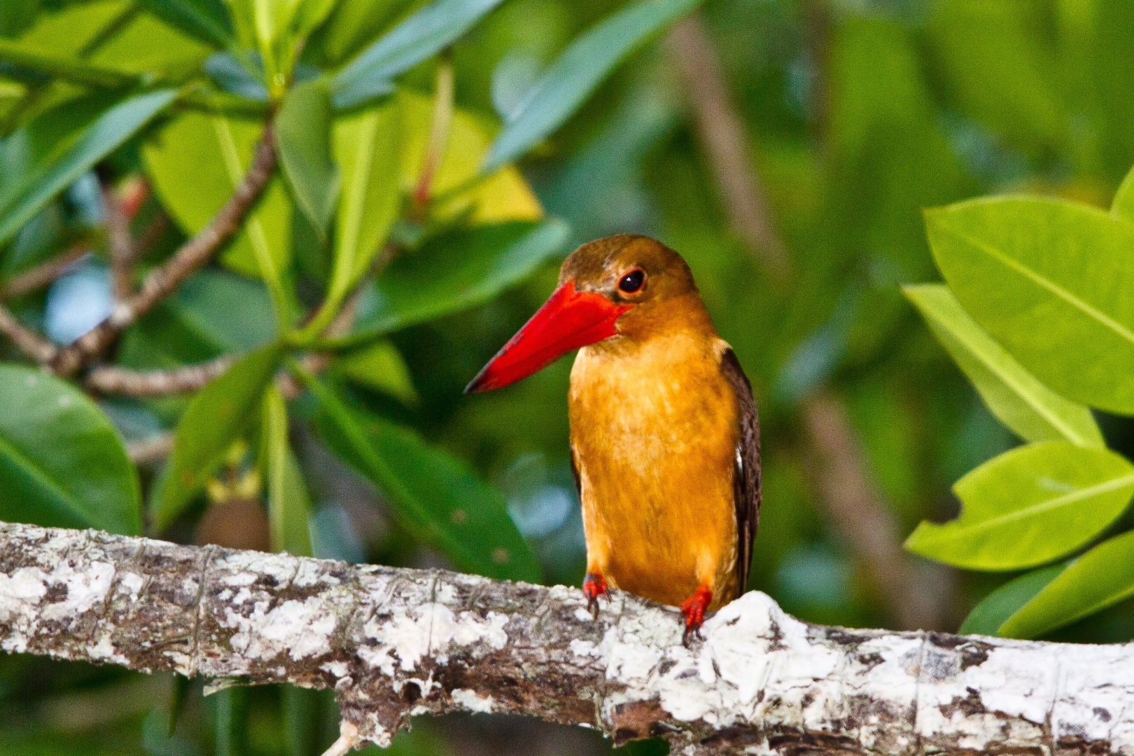 brown-winged kingfisher