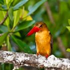 brown-winged kingfisher