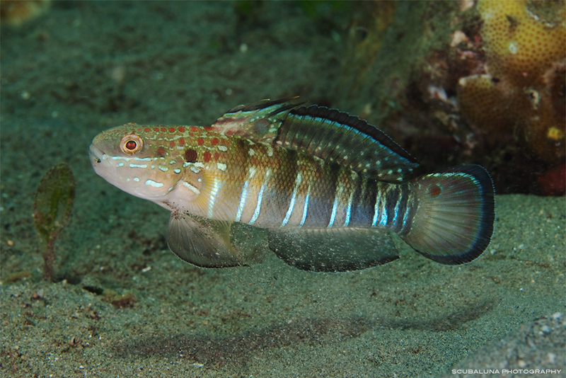 Brownbarred Goby (Amblygobius phalaena)