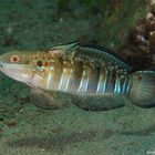 Brownbarred Goby (Amblygobius phalaena)