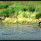 Brownbear with cub