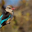 Brownhooded Kingfisher