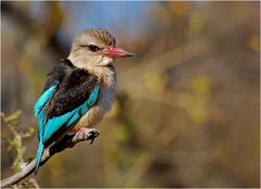 Brownhooded Kingfisher