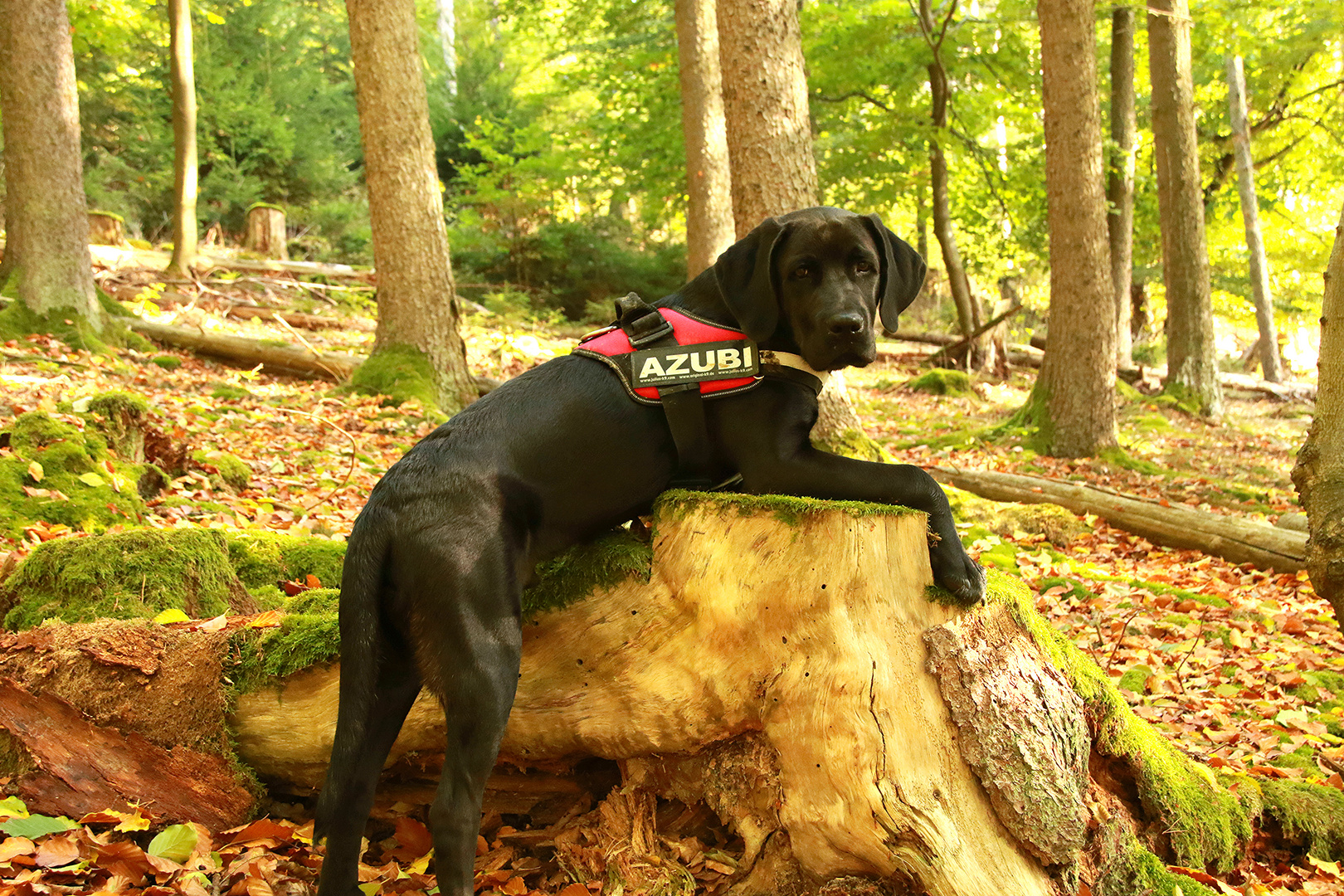 Brownie hängt im Wald ab!