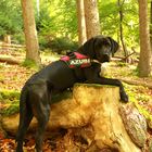 Brownie hängt im Wald ab!