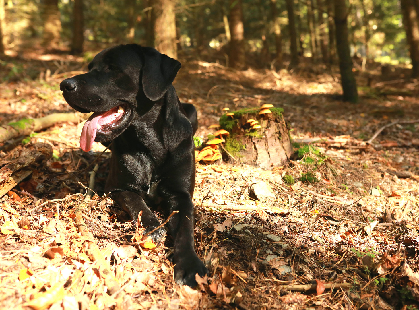 Brownie im  Herbstwald 