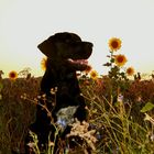 Brownie in den Sonnenblumen