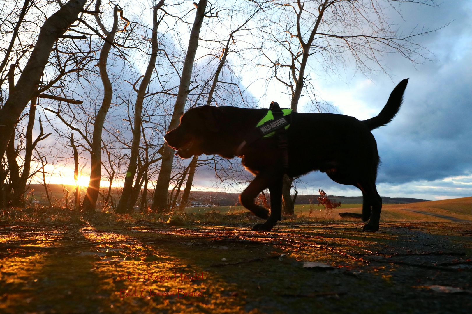 Brownie in Sonne und Wolken 