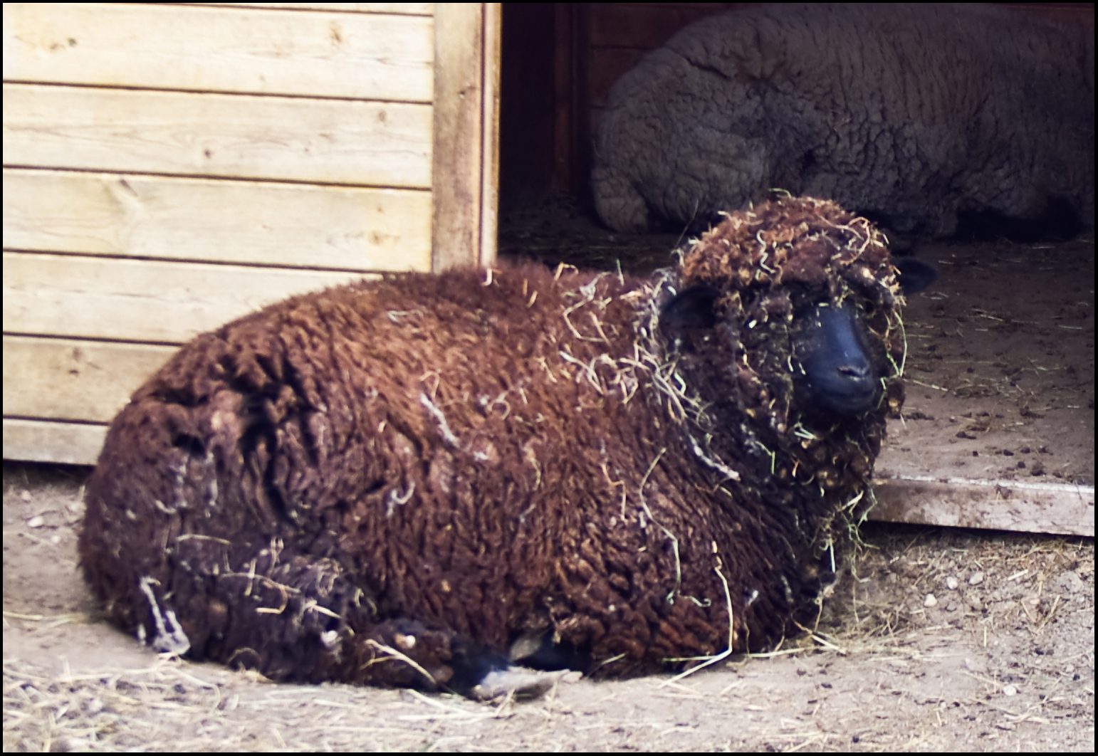 Brr Bald Kommt Die Schafskalte Foto Bild Tiere Haustiere