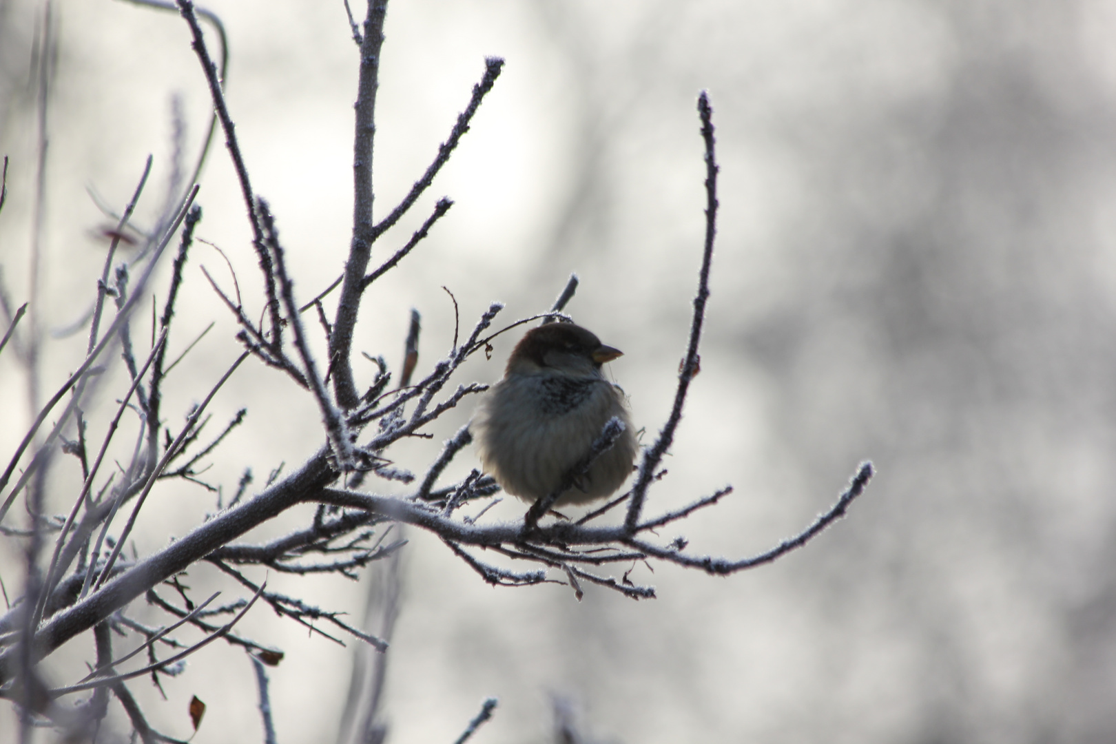 brr, kalt!