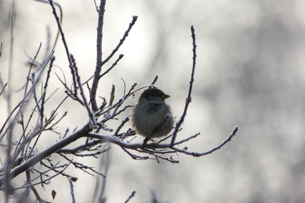 brr, kalt!