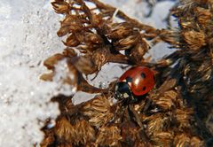 "Brrr...; da kuschel ich mich ganz schnell ins warme Nest"