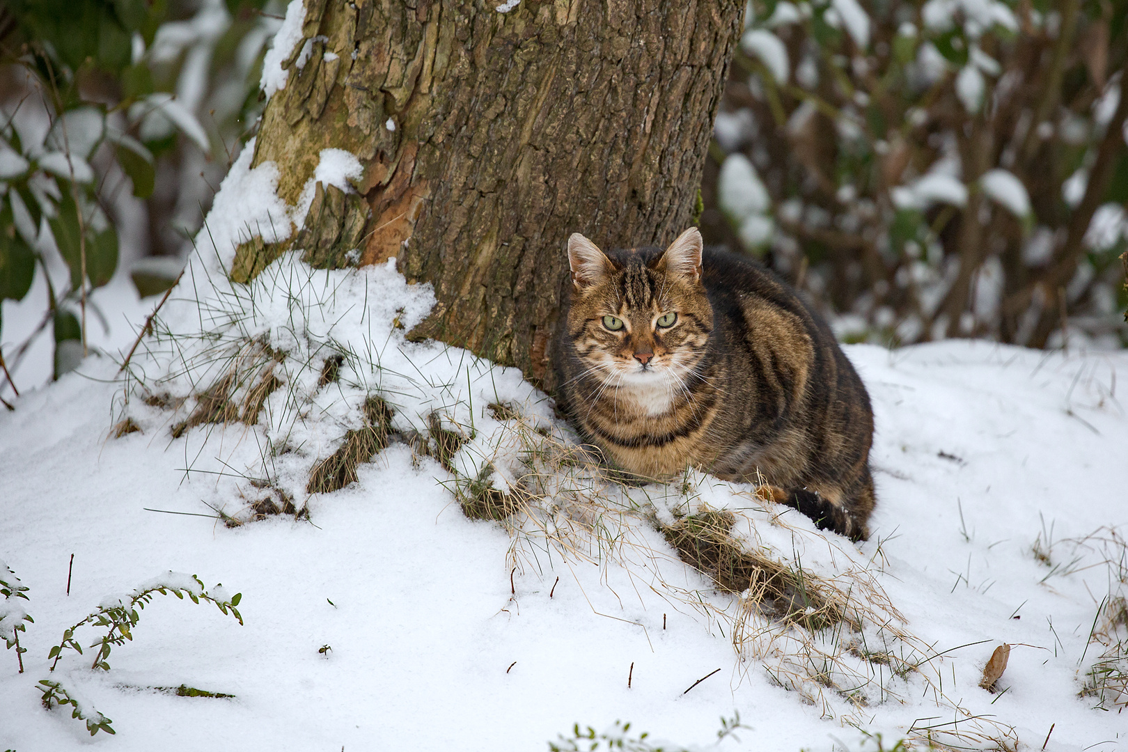 Brrr ist das kalt!