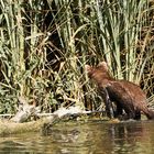 brrr ist das Wasser Nass - Steinmader du wolltest das Nest plündern ...