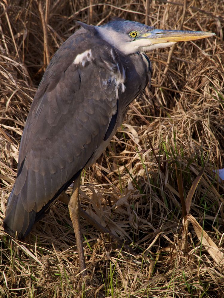 Brrrh ist mir kalt - Graureiher (Ardea cinerea) - hat Windschutz gesucht