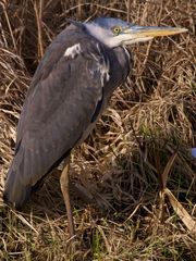 Brrrh ist mir kalt - Graureiher (Ardea cinerea) - hat Windschutz gesucht